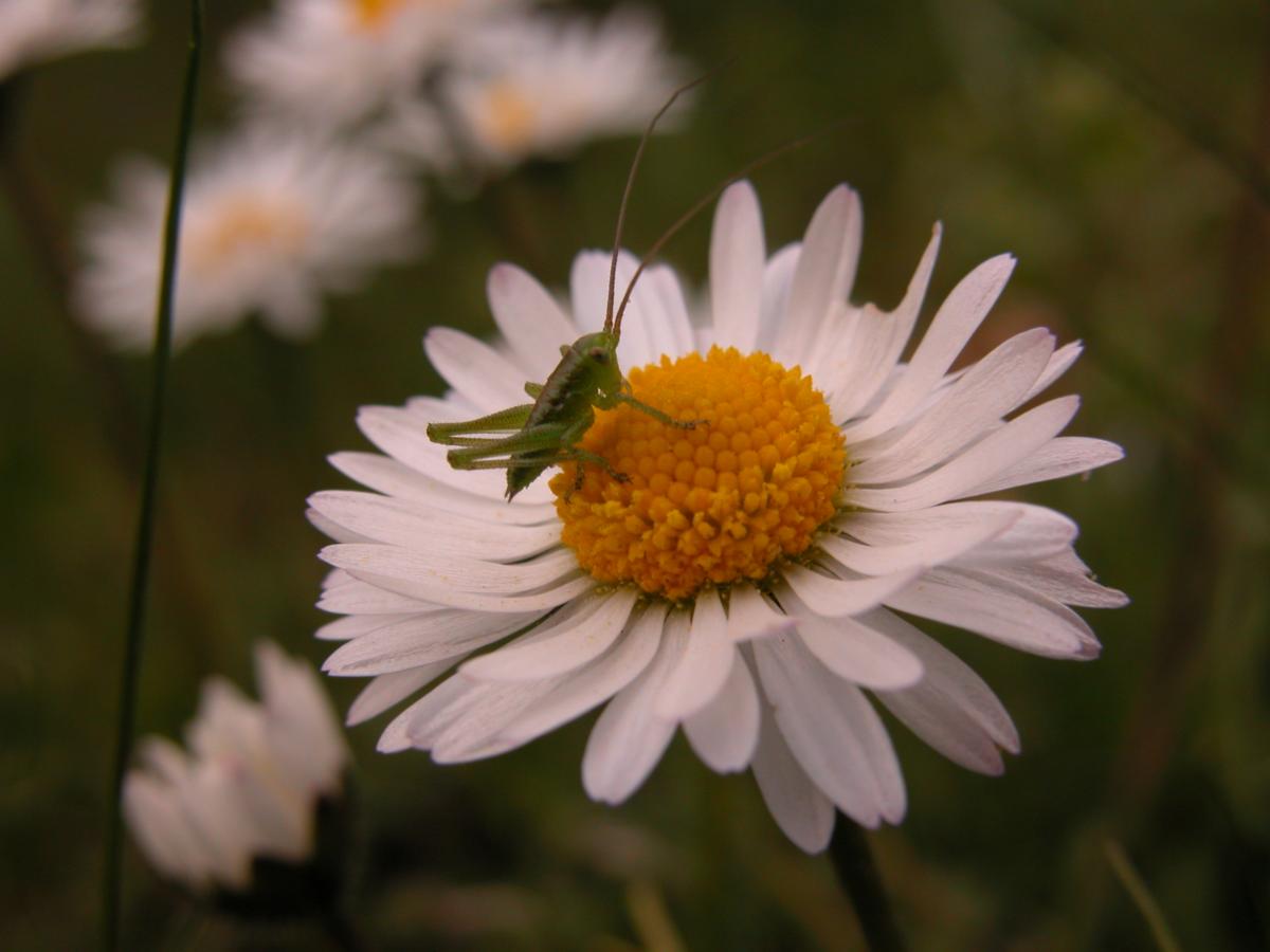 Daisy flower